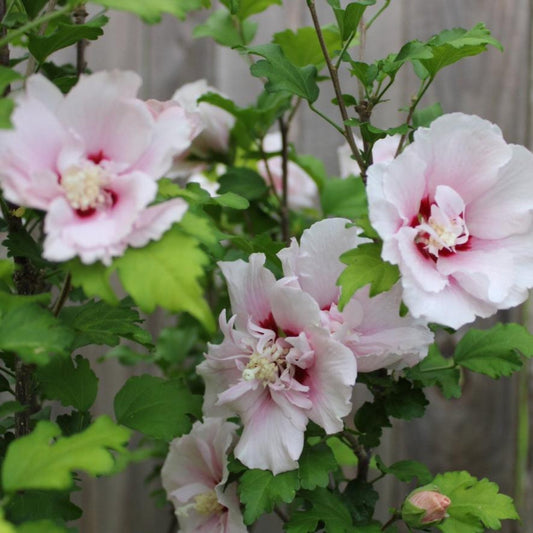 Double Pink Rose of Sharon blooms