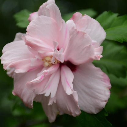 Double Pink Rose of Sharon bloom