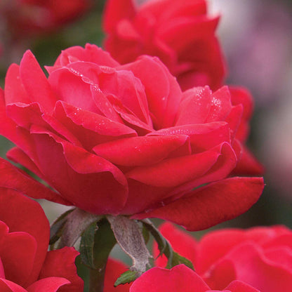 Double Knock Out® Rose