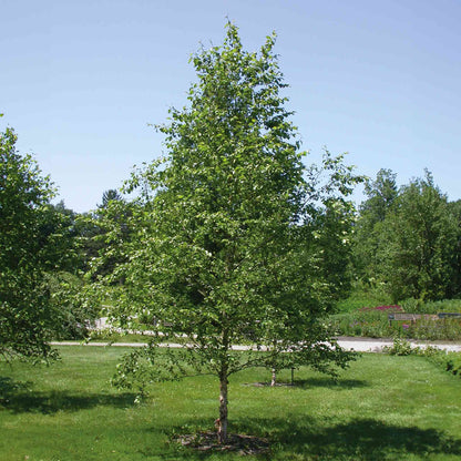 Dura Heat® Birch Tree