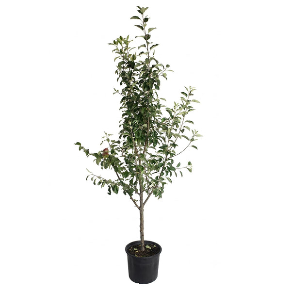 3-in-1 Apple Tree