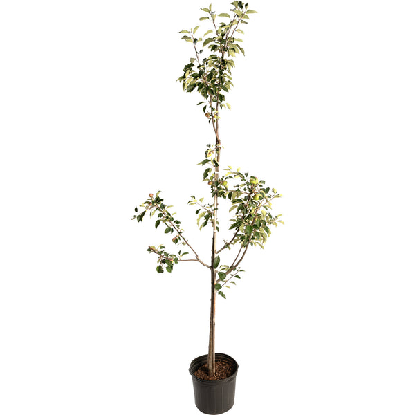 Granny Smith Apple Tree