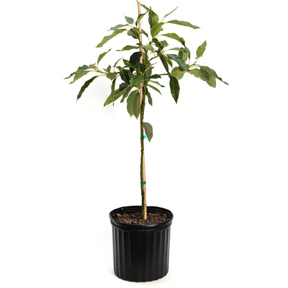Cold Hardy Avocado Tree