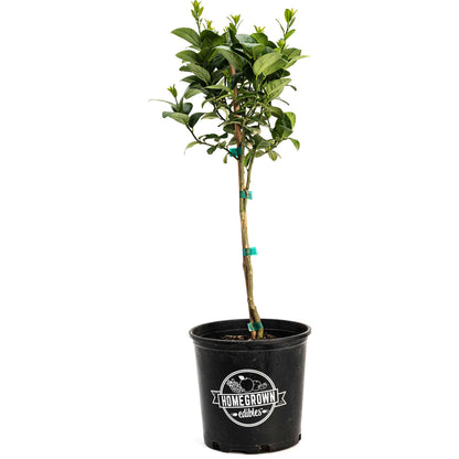 Key Lime Tree (CA)