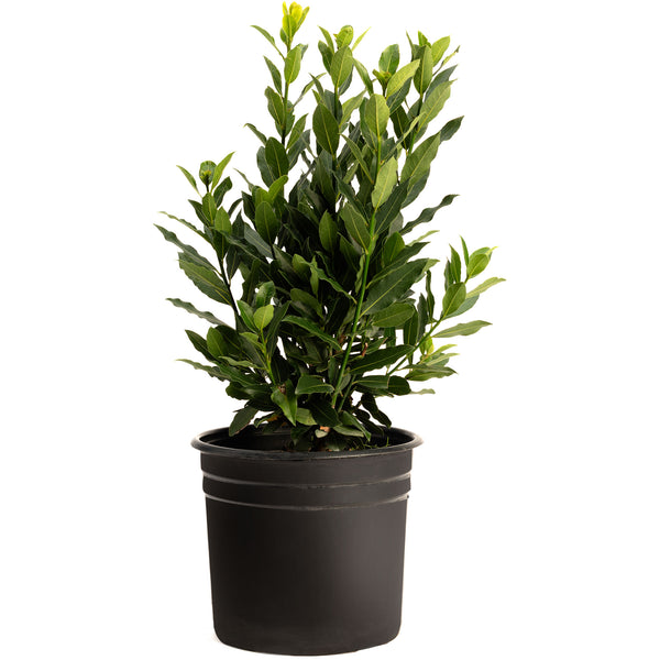 Bay Laurel