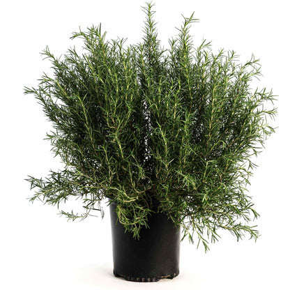 Tuscan Blue Rosemary
