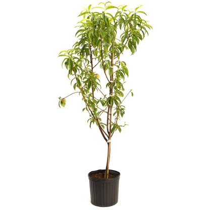 Multi-Fruit Peach Tree