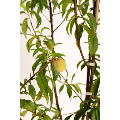 Multi-Fruit Peach Tree