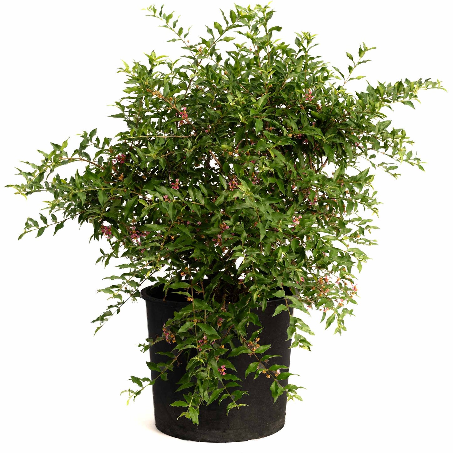 Barbados ‘Acerola’ Cherry Tree