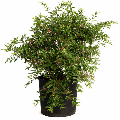 Barbados ‘Acerola’ Cherry Tree