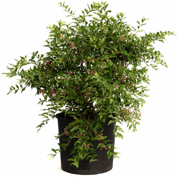 Barbados ‘Acerola’ Cherry Tree