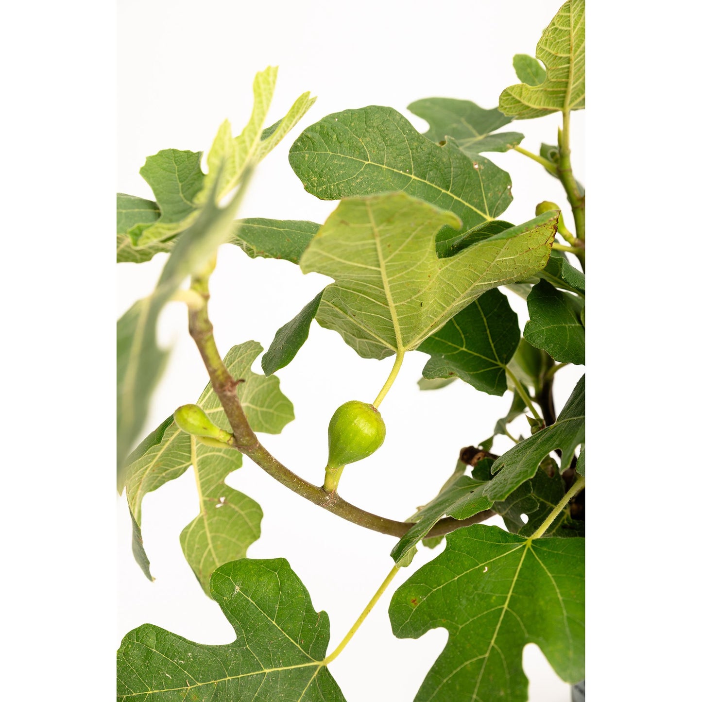 Fignominal Fig