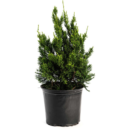 Hollywood Juniper Tree
