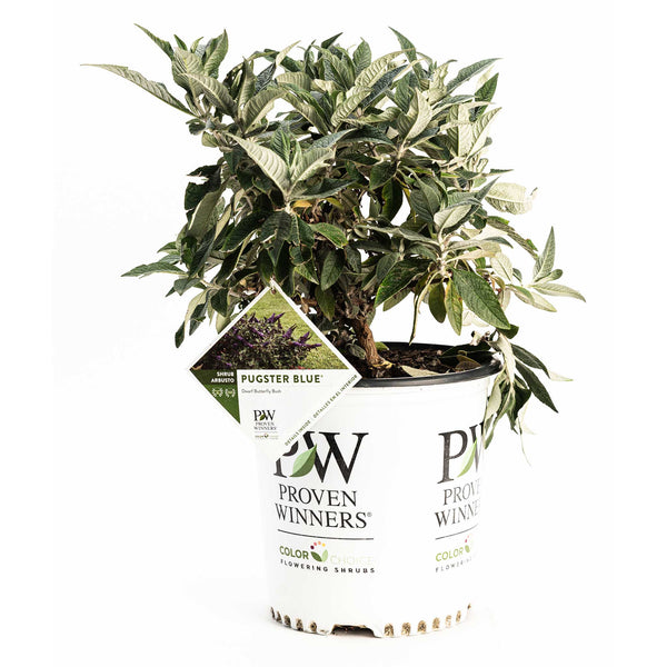 Pugster Blue® Butterfly Bush