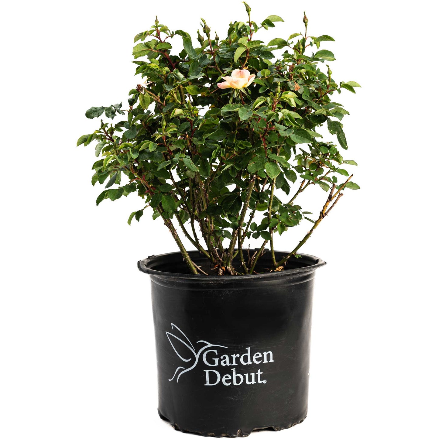 The Champion™ Sunblush Rose