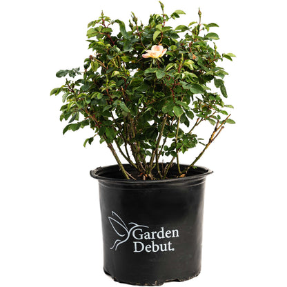 The Champion™ Sunblush Rose