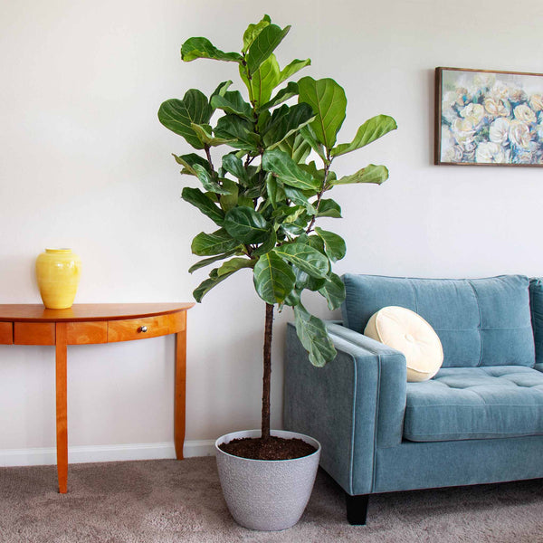 Fiddle Leaf Fig Tree