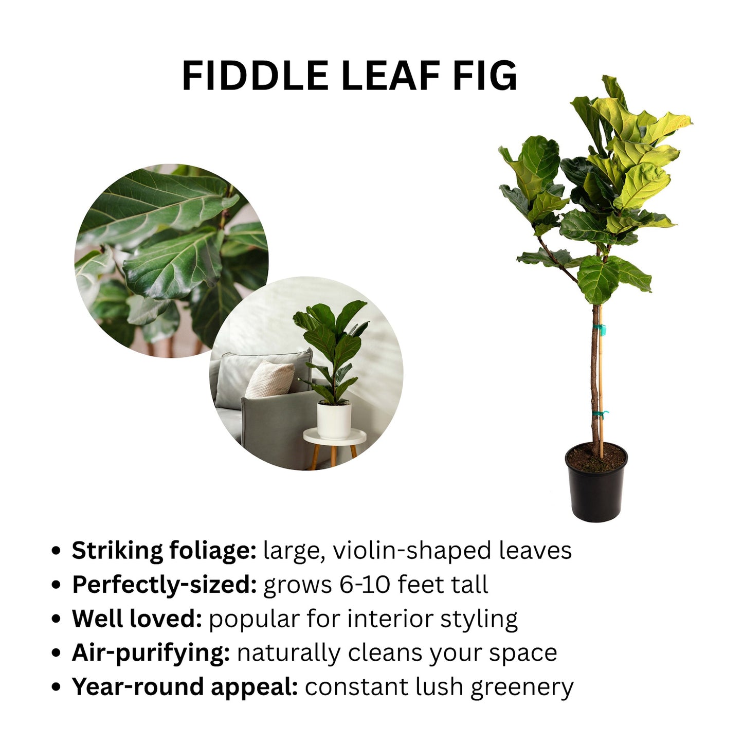Fiddle Leaf Fig