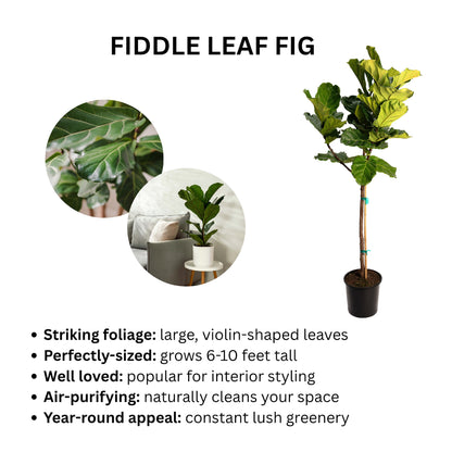 Fiddle Leaf Fig