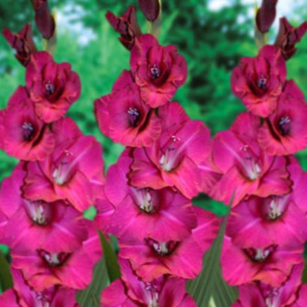 Fidelio Gladiolus