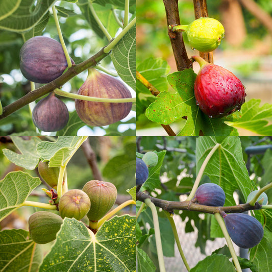 Fig Orchard Pack