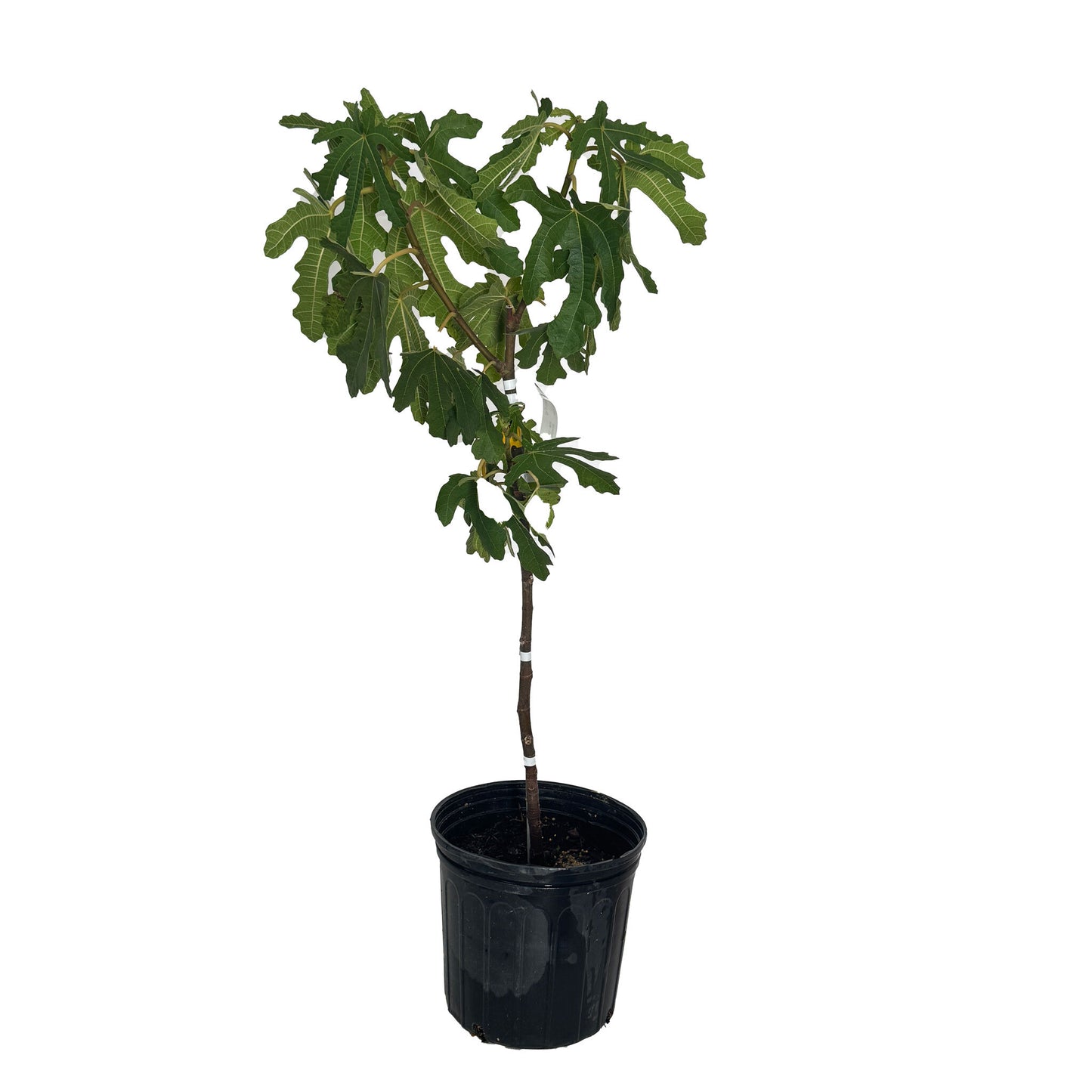 Black Mission Fig Tree