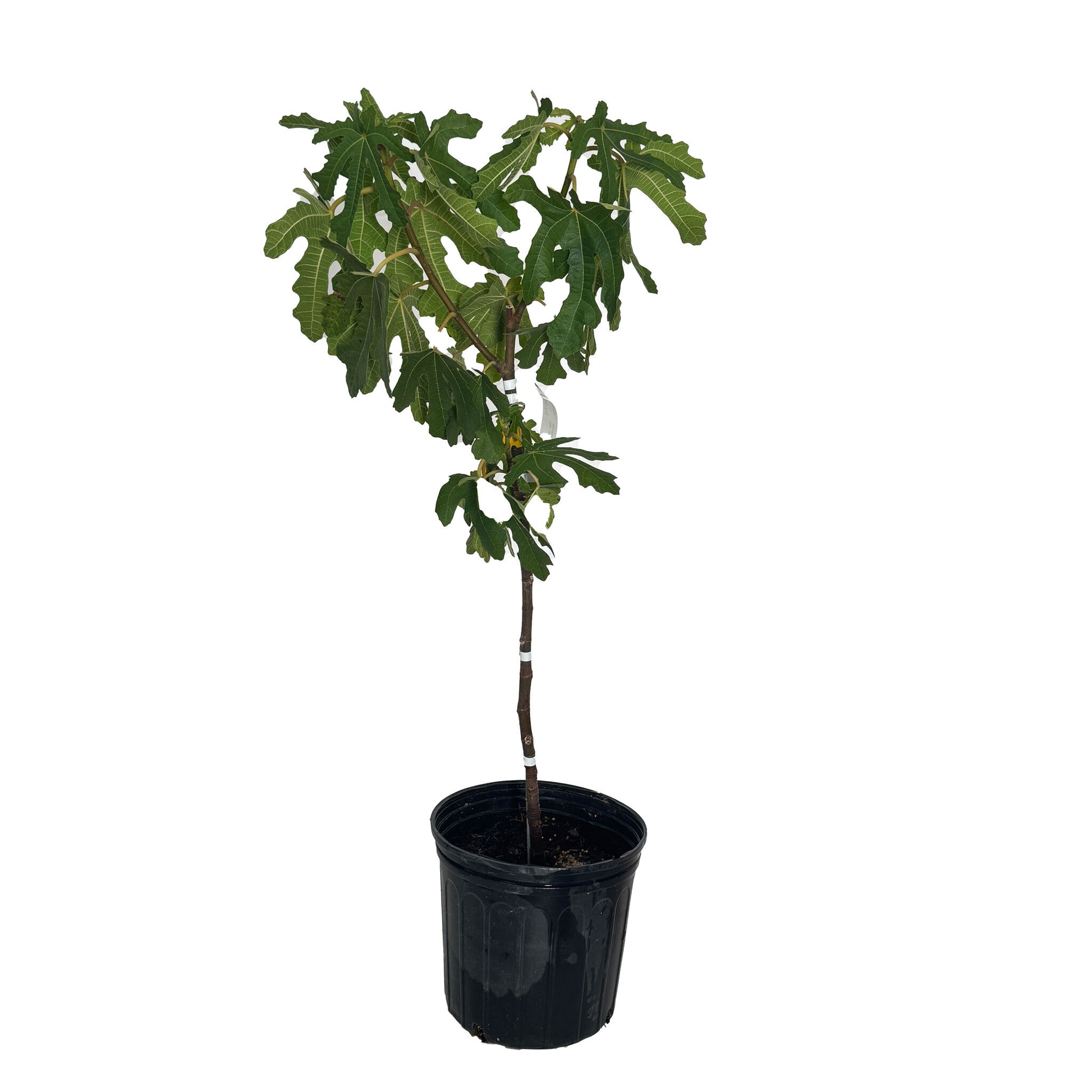 Black Mission Fig Tree