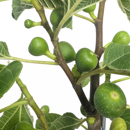 Fignominal Fig Fruit