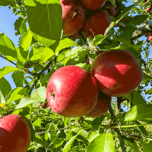 Fuji Apple Tree