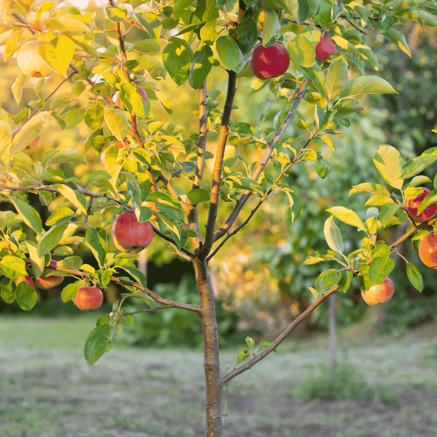 Apple Orchard