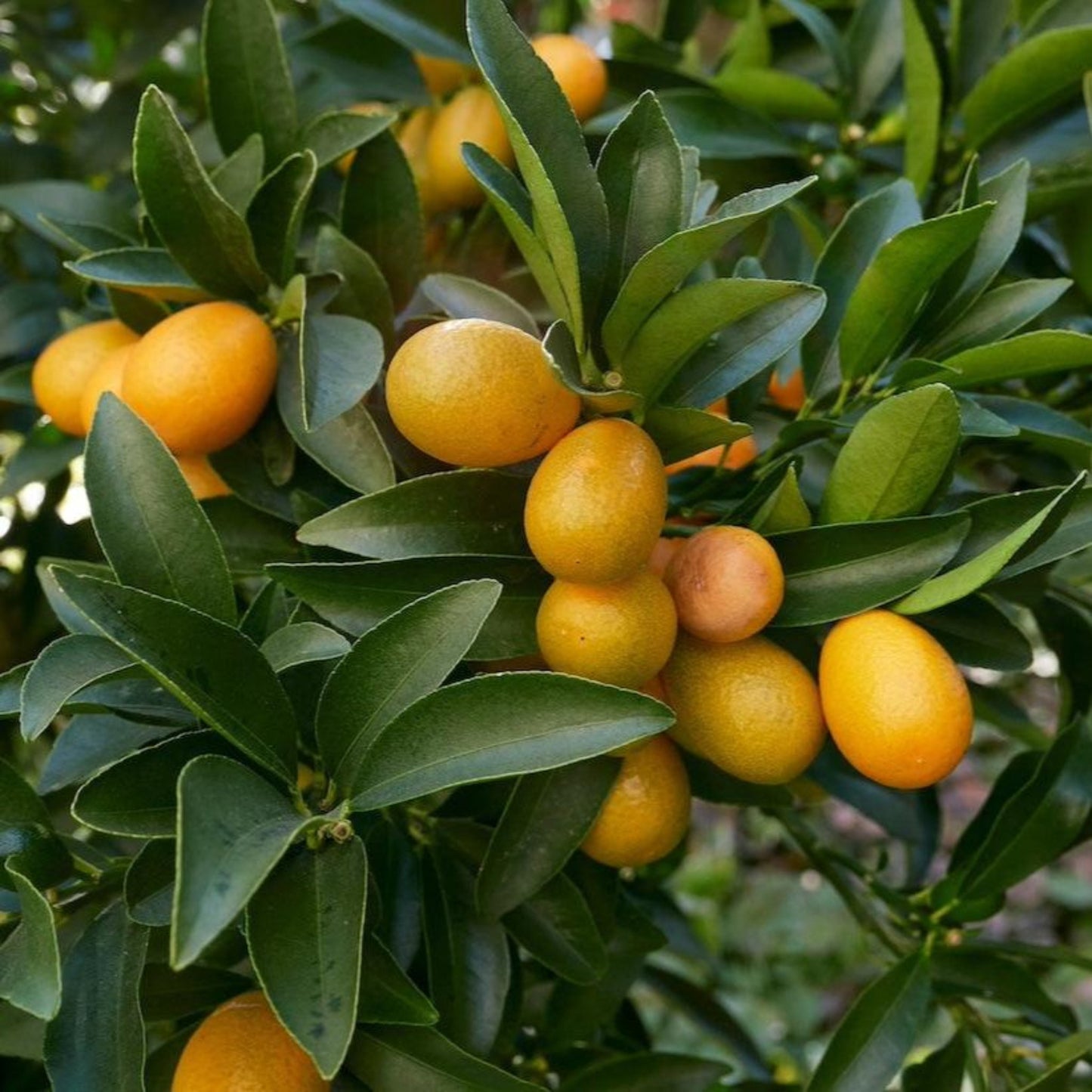 Fukushu Kumquat Tree fruit