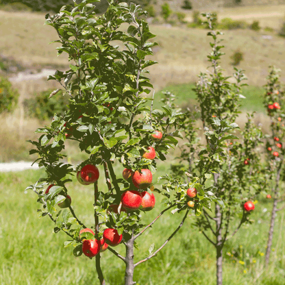 Gala Apple Tree