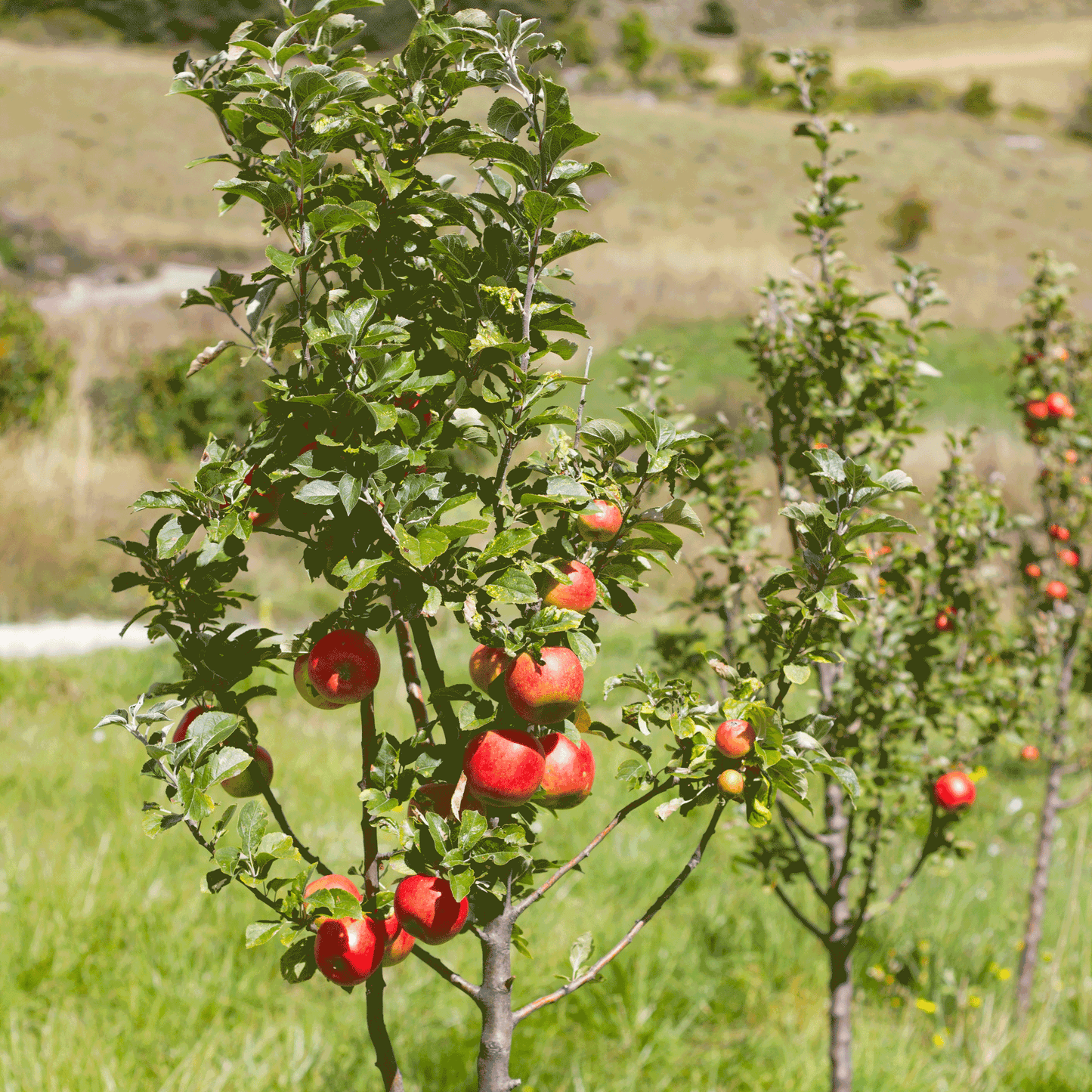 Apple Orchard