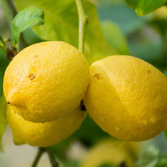 Genoa Lemon Tree fruit