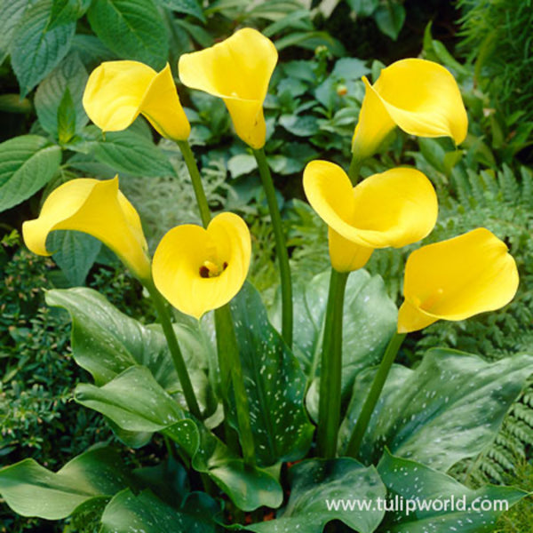 Golden Star Calla Lily