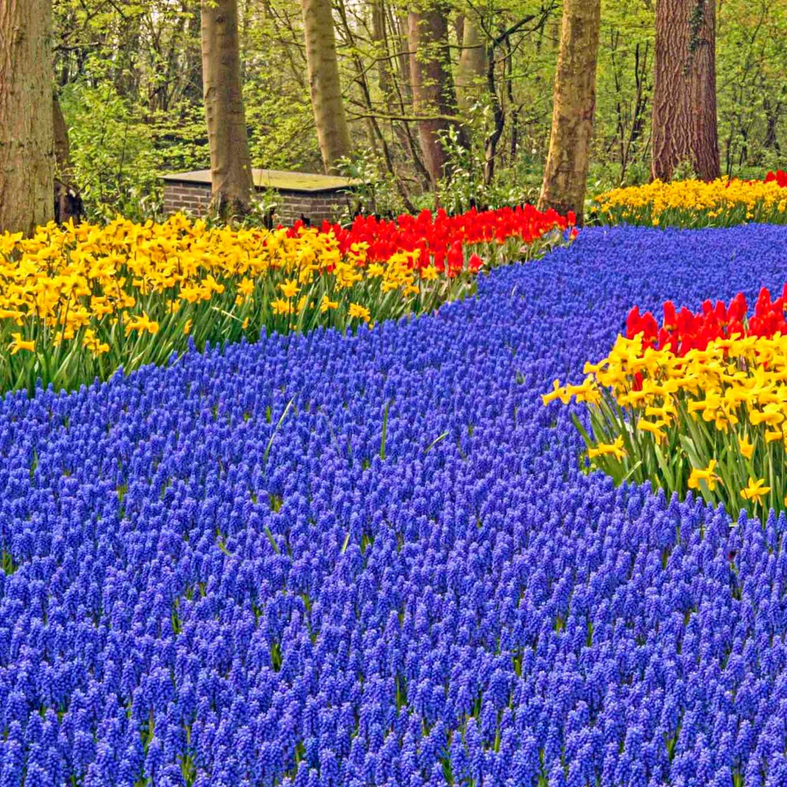 Blue Grape Hyacinth Super Sack
