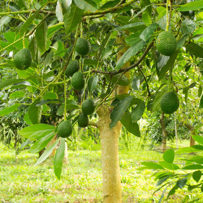 Hass Avocado Tree