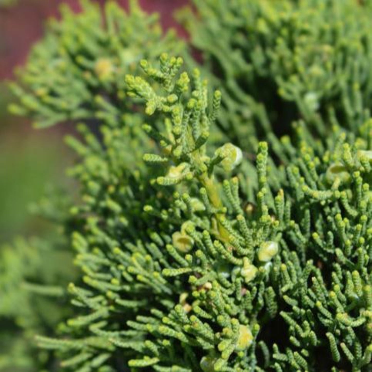 Hollywood Juniper Tree foliage