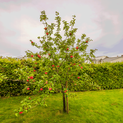 Apple Orchard