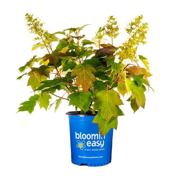 Toy Soldier™ Hydrangea
