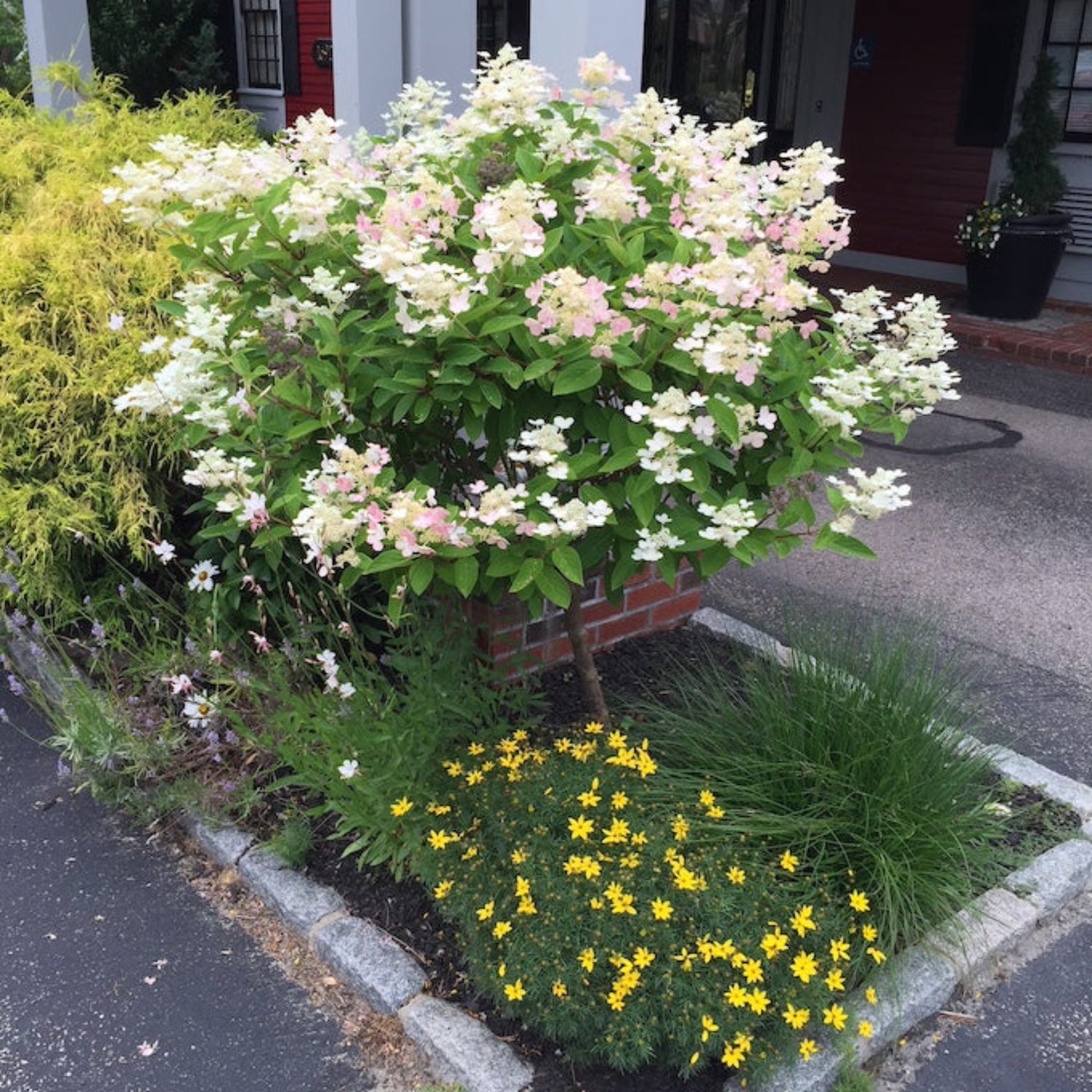 Quick Fire Hydrangea Tree