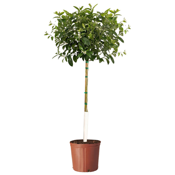 Improved Meyer Lemon Tree