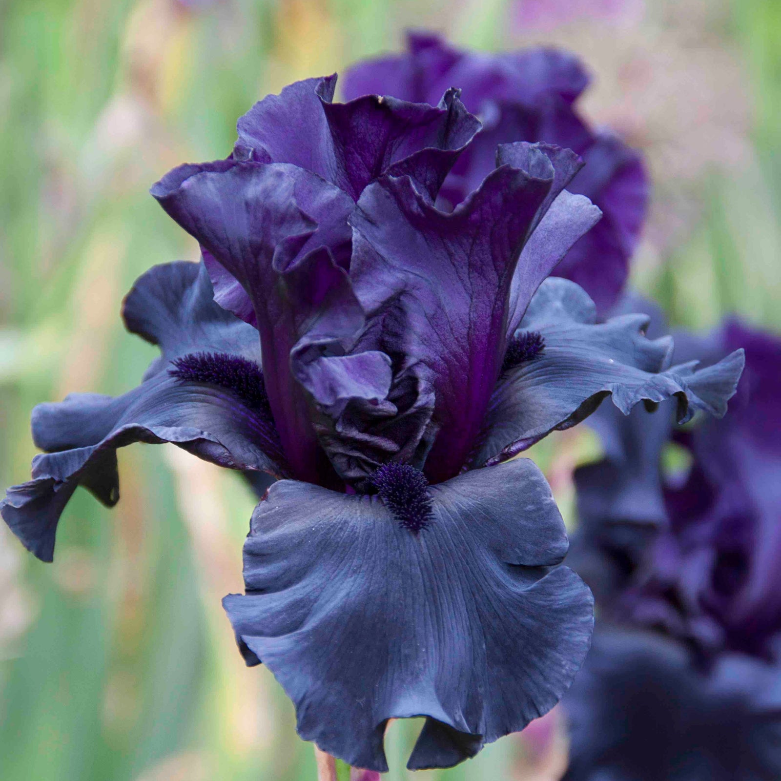 Black Is Black Bearded Iris