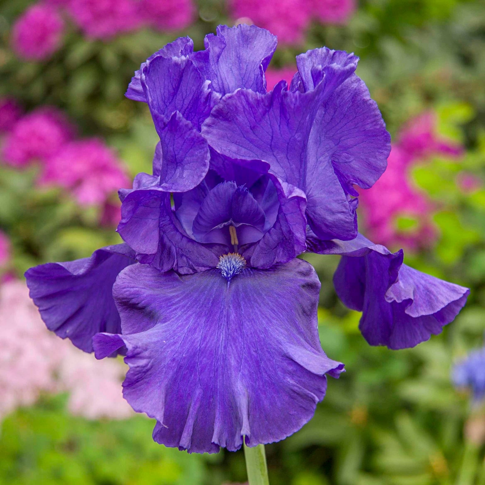 Blueberry Bliss Bearded Iris
