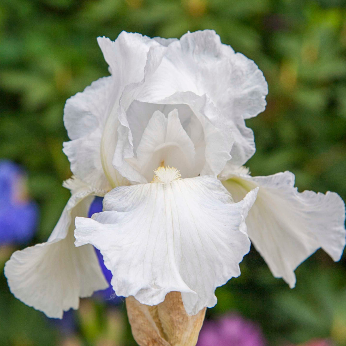 Immortality Reblooming Bearded Iris