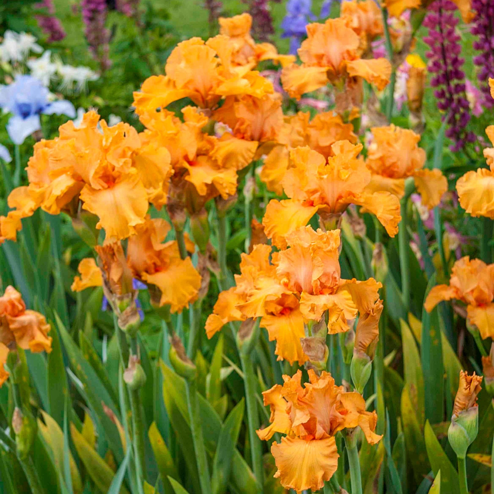 Orange King Bearded Iris
