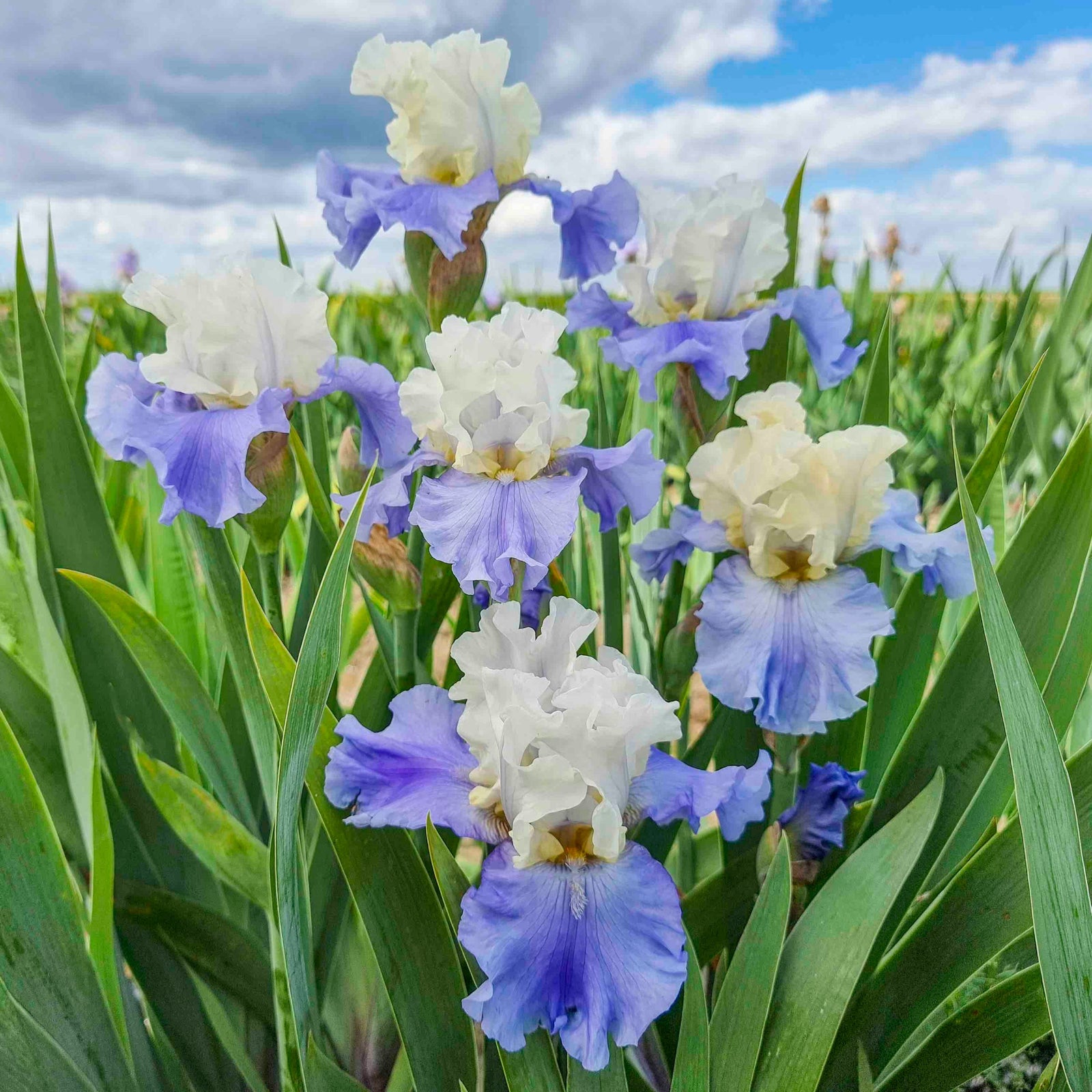 Stairway to Heaven Bearded Iris