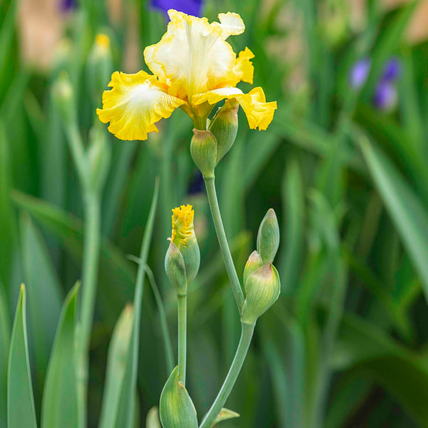 Zesting Lemons Bearded Iris