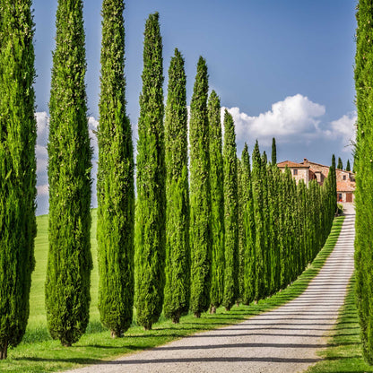 Italian Cypress