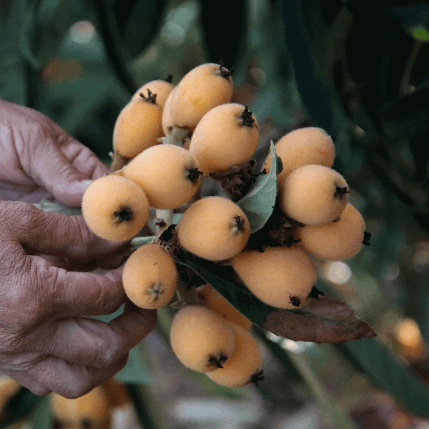 Japanese Loquat